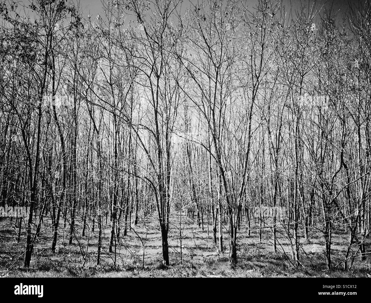 Witch in tree Black and White Stock Photos & Images Alamy
