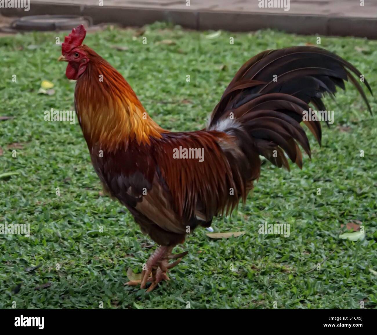 A rooster, also known as a cockerel or cock, is a male gallinaceous