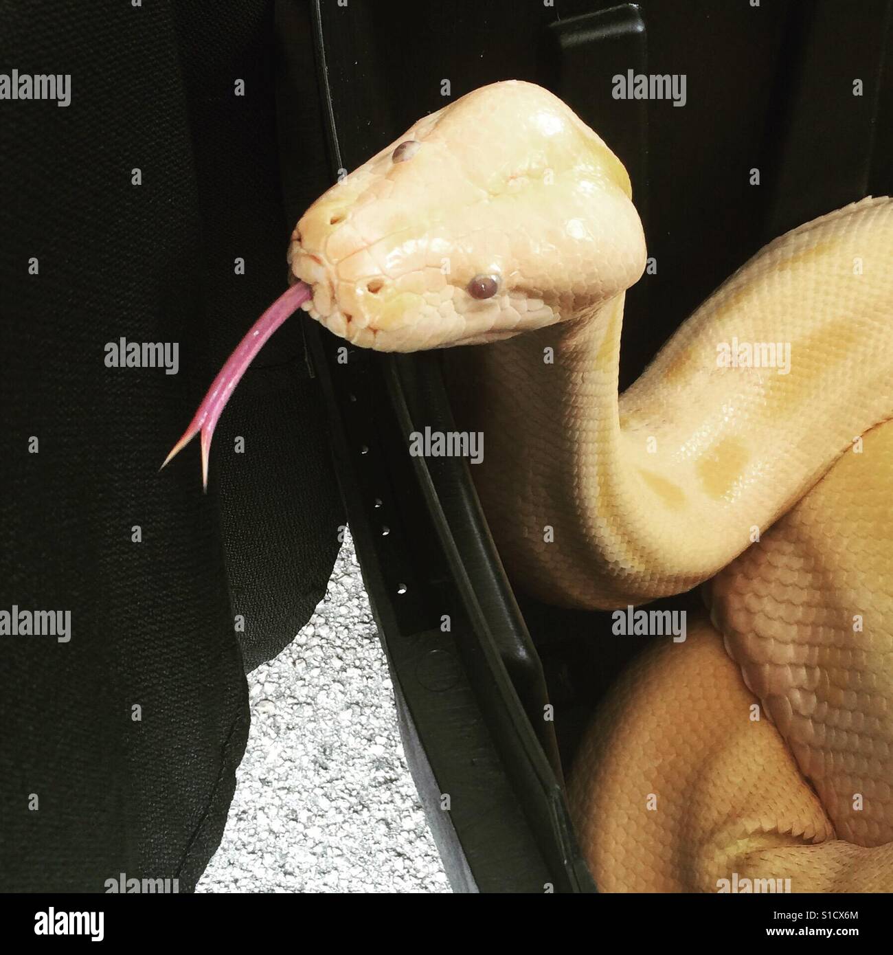 Albino Green Tree Python