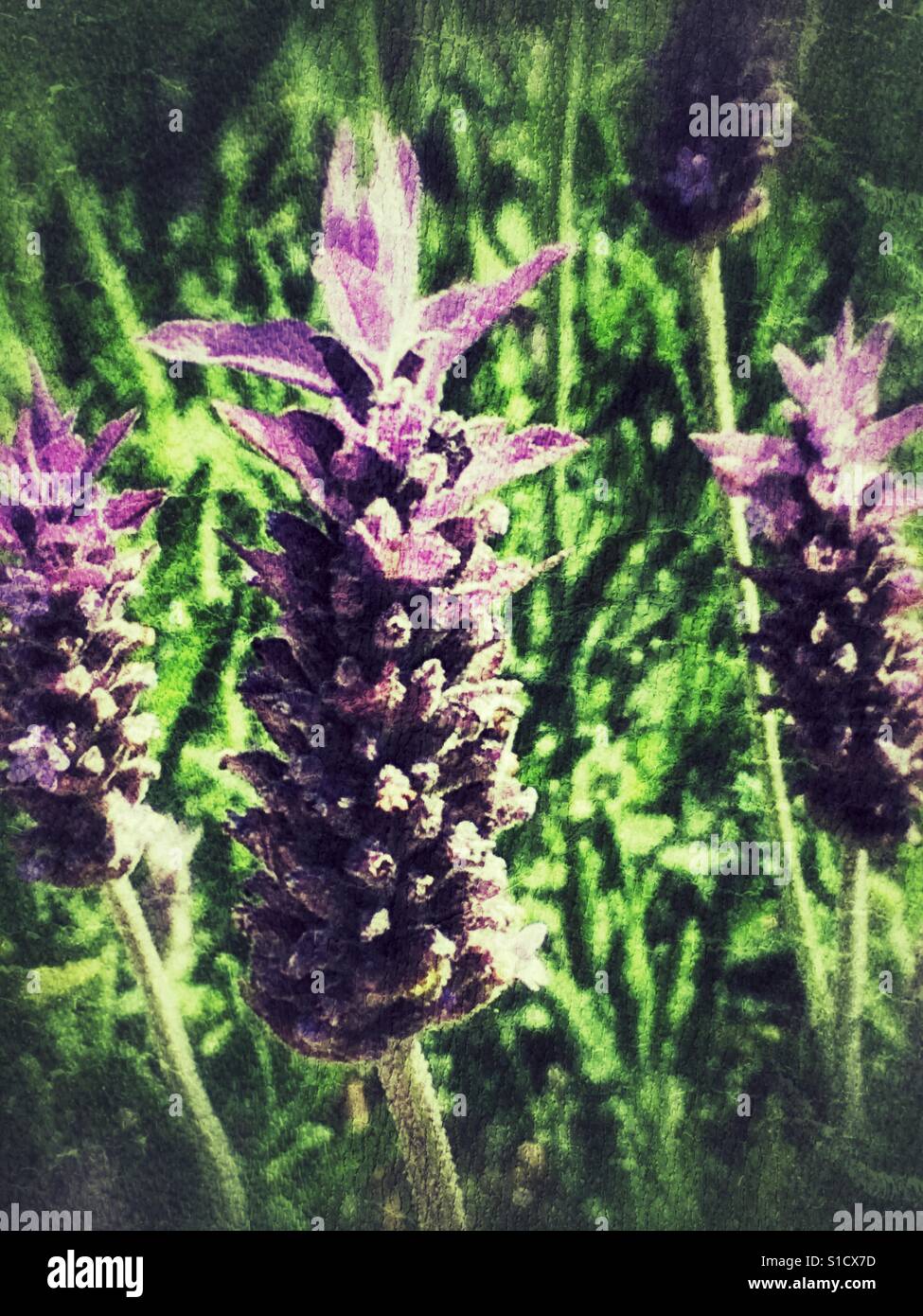 Lavender, flowerhead close up - Smartphone Captured Stock Image