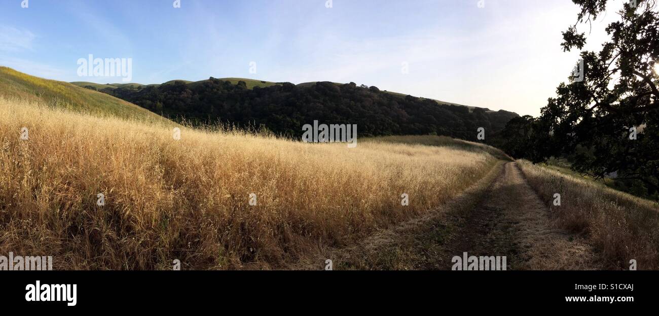 Grassy pasture with gravel road in California. Stock Photo