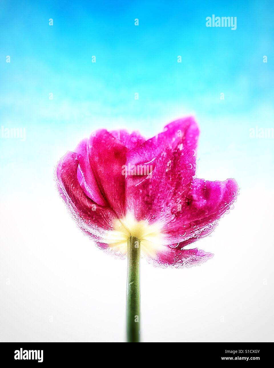 Tulip - Smartphone Captured Stock Image
