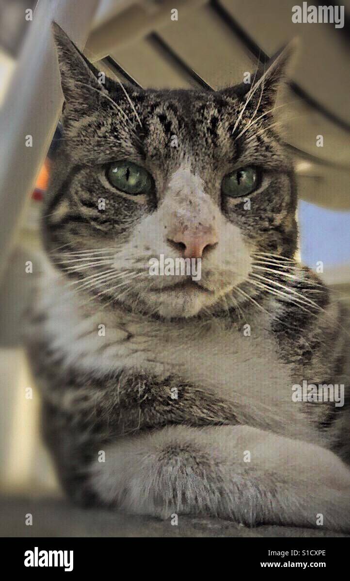 ...relaxed...! - Smartphone Captured Stock Image