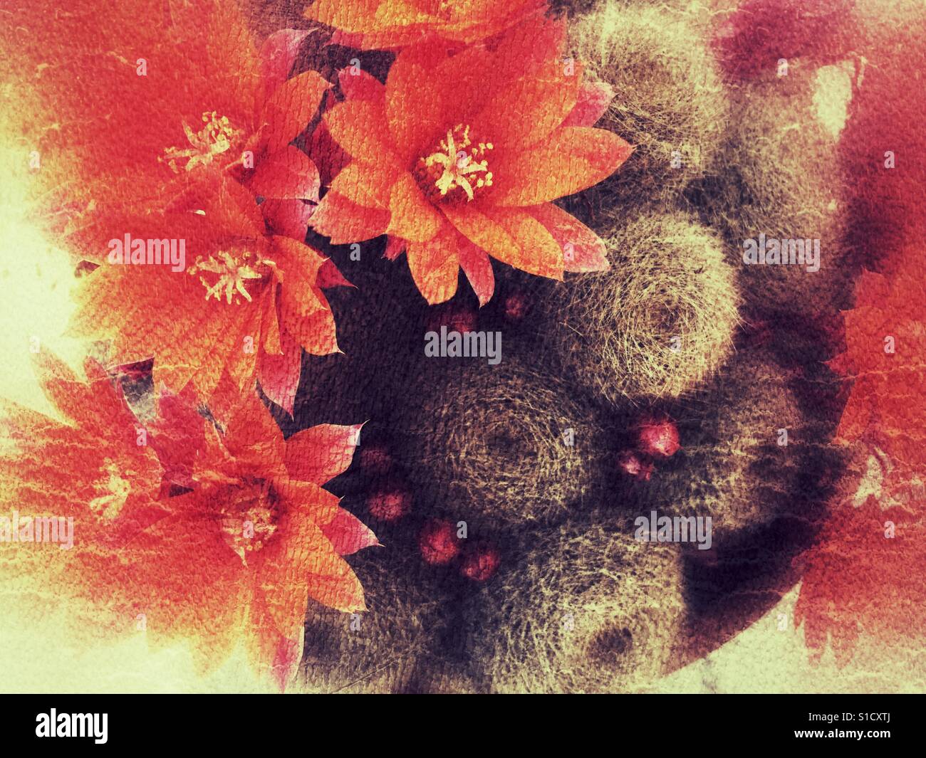 Cactus with orange flowers - Smartphone Captured Stock Image