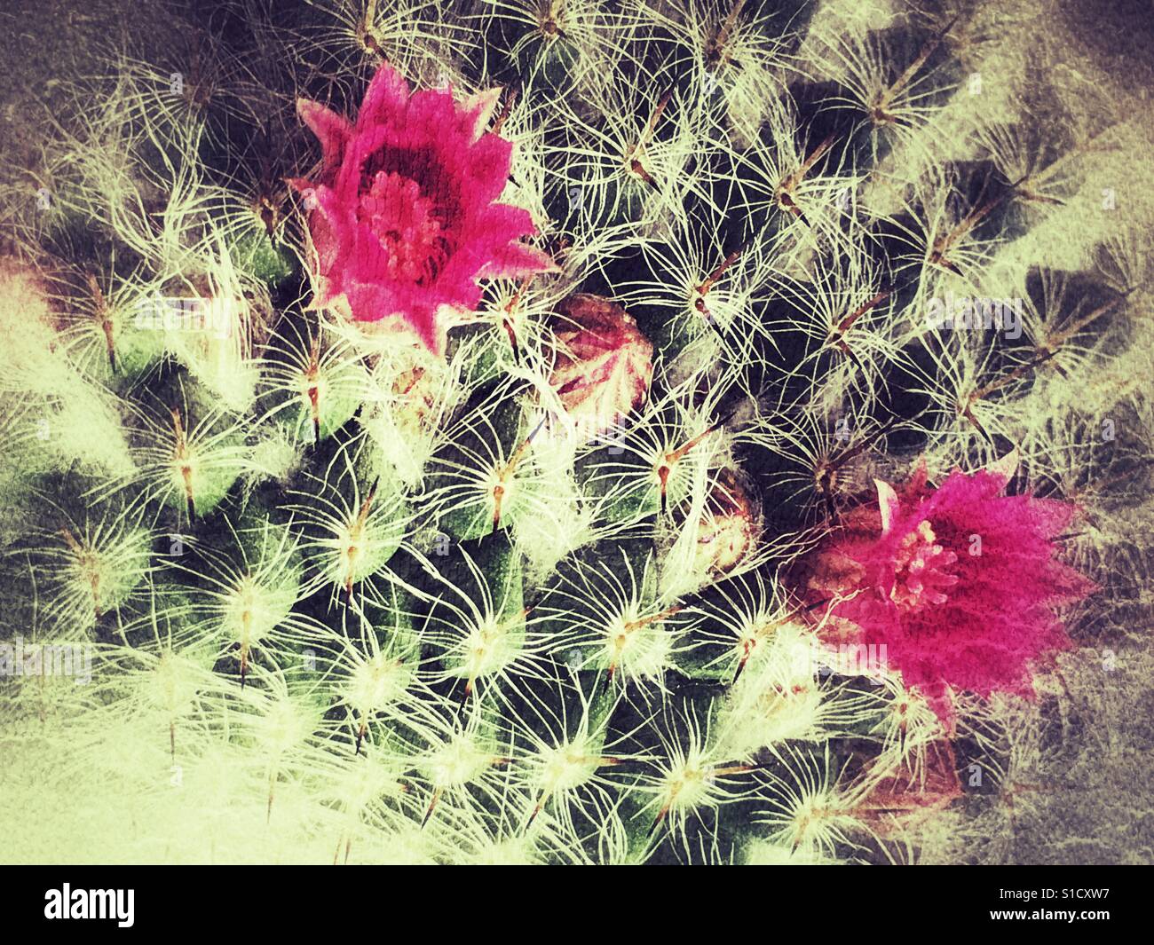 Cactus with hot pink flowers - Smartphone Captured Stock Image