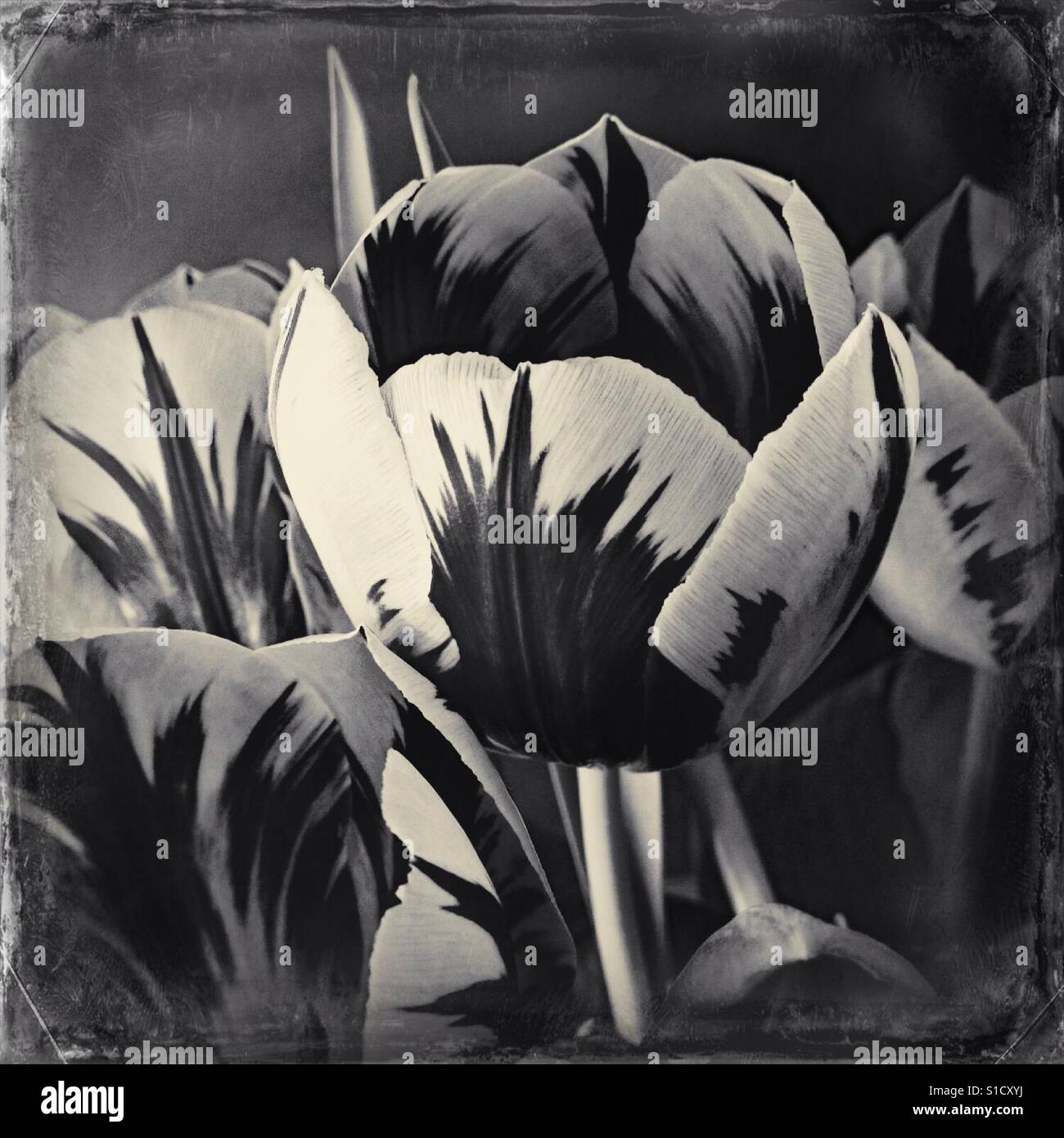 A bunch of tulips - Smartphone Captured Stock Image