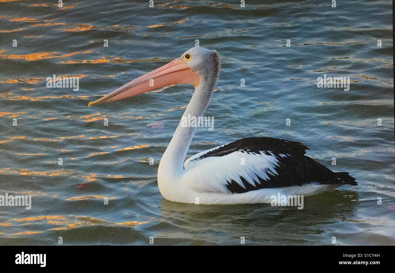 The Australian white pelican - Smartphone Captured Stock Image