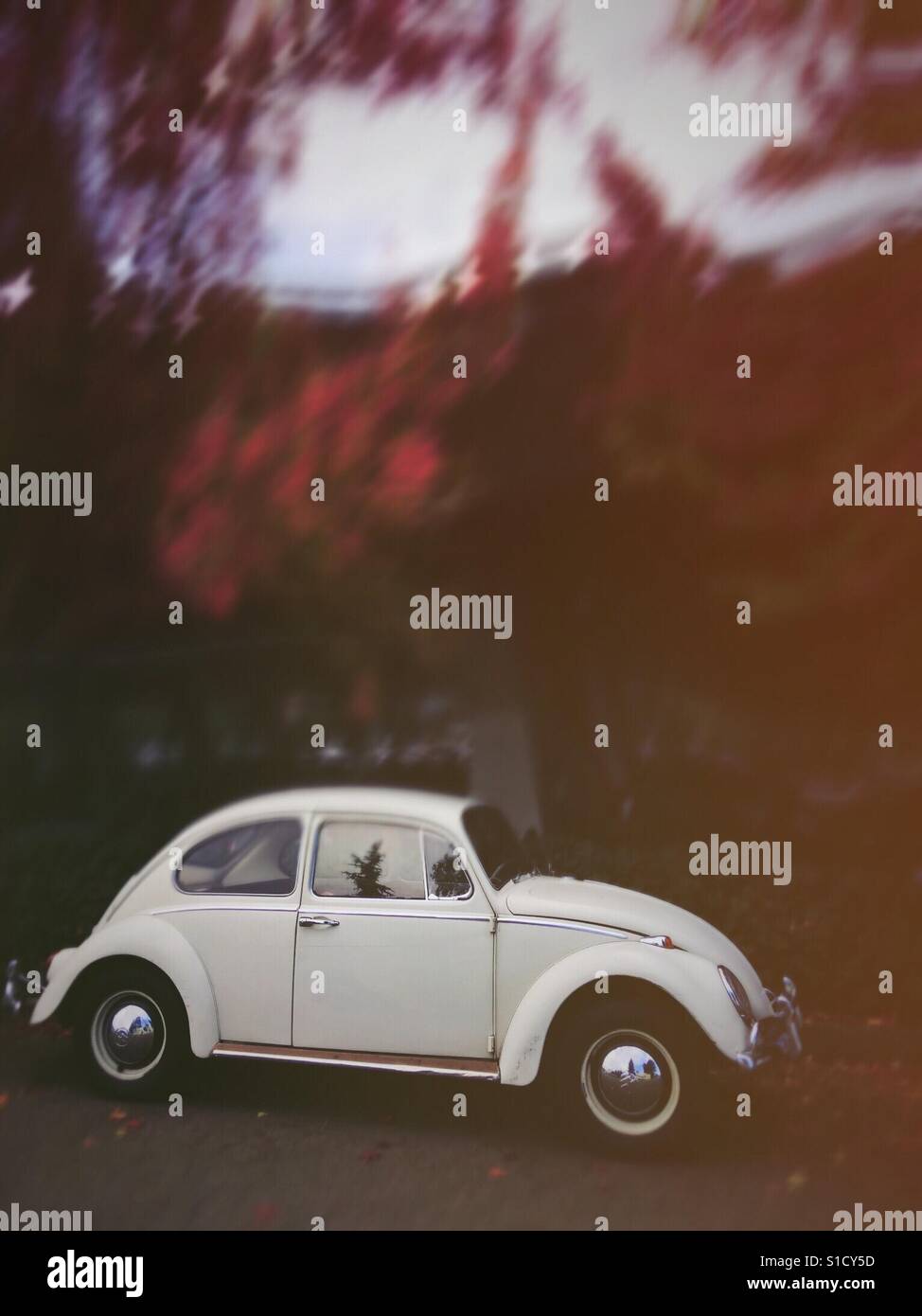 The White bug car Stock Photo Alamy