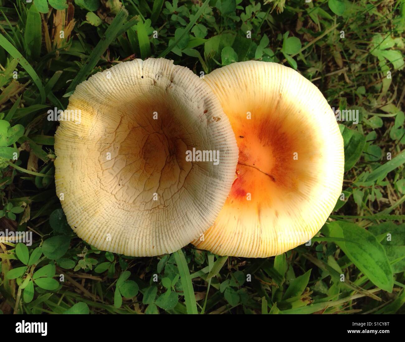 Mushrooms; young and old. Stock Photo