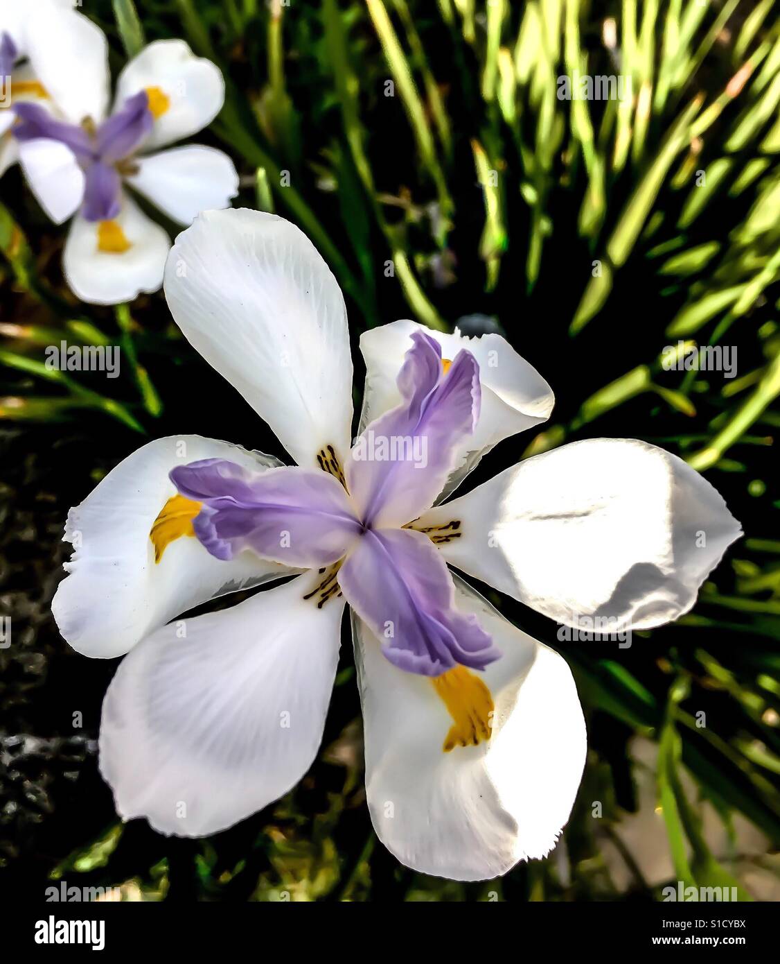 White and light purple Iris flower in sunlight in garden Stock Photo