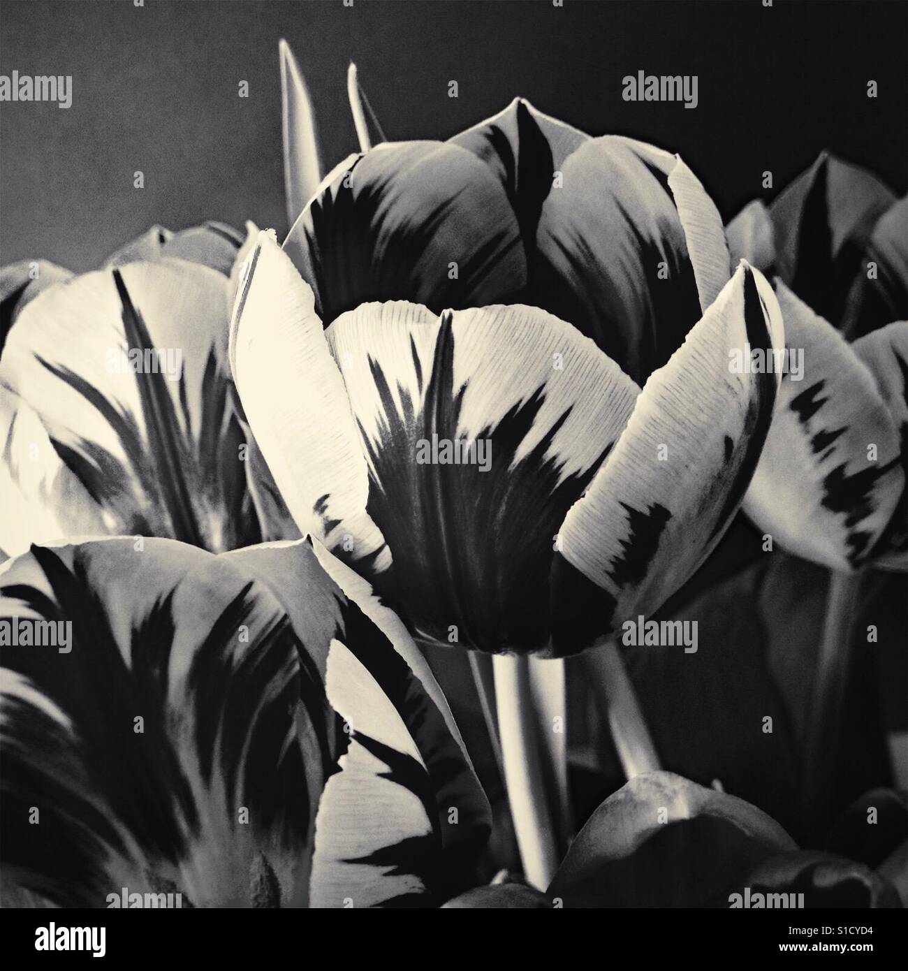 A bunch of tulips - Smartphone Captured Stock Image