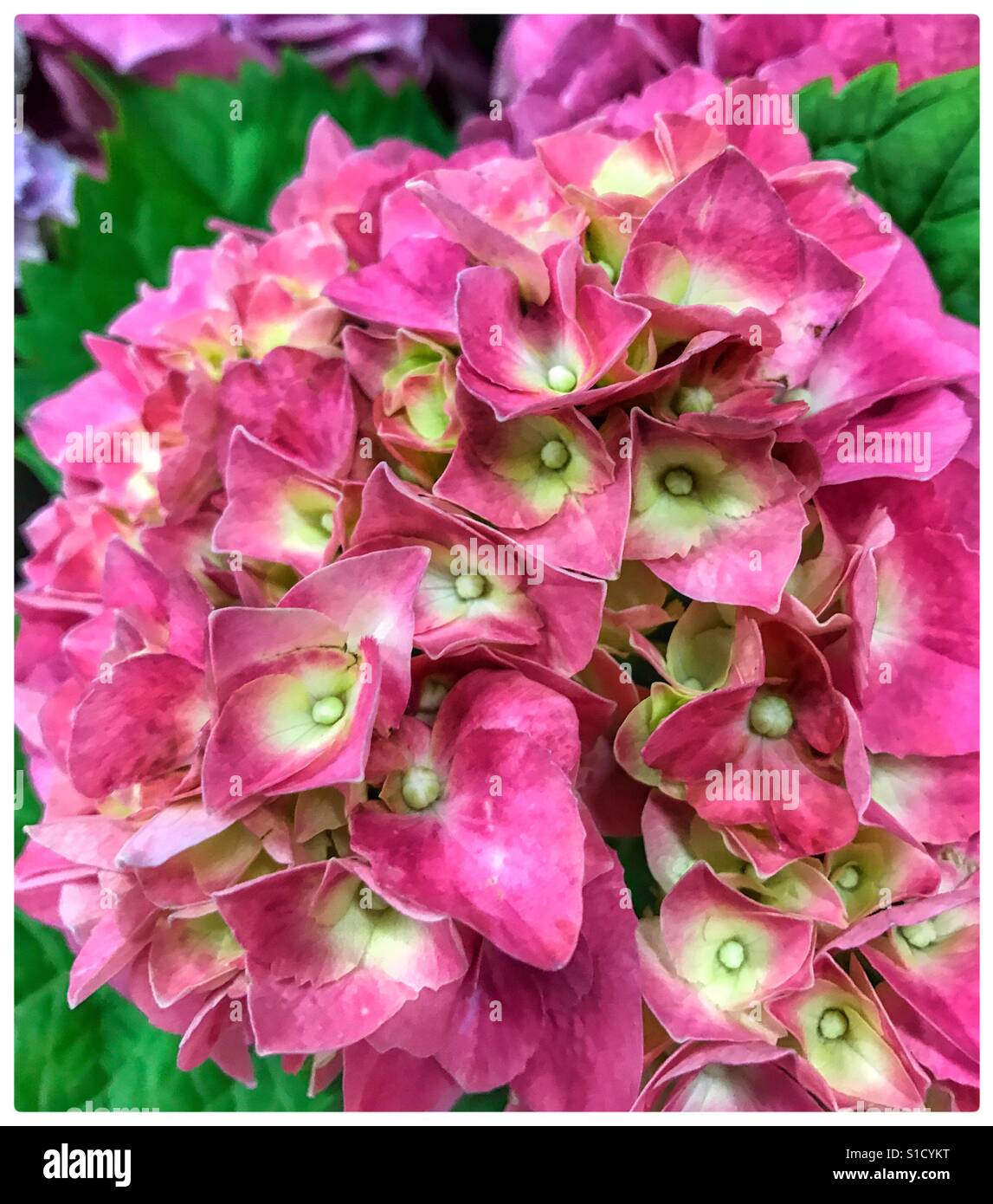 Pink hydrangea with white centers, Hydrangea macrophylla Stock Photo ...