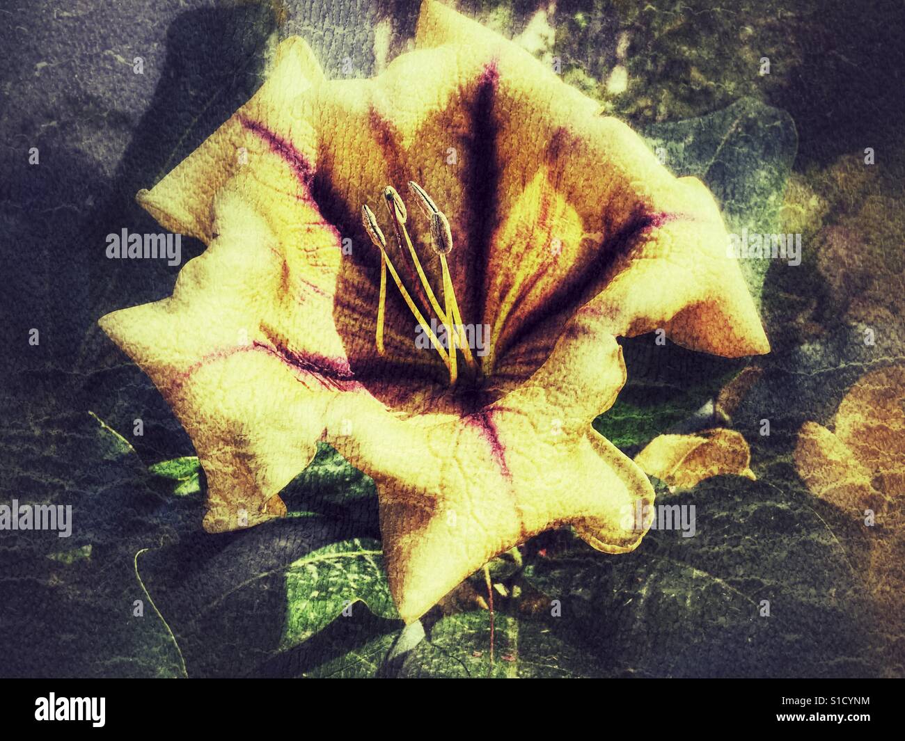 Solandra guttata. Also known as Chalice vine, trumpet flower or cupflower. Mexican evergreen plant. - Smartphone Captured Stock Image