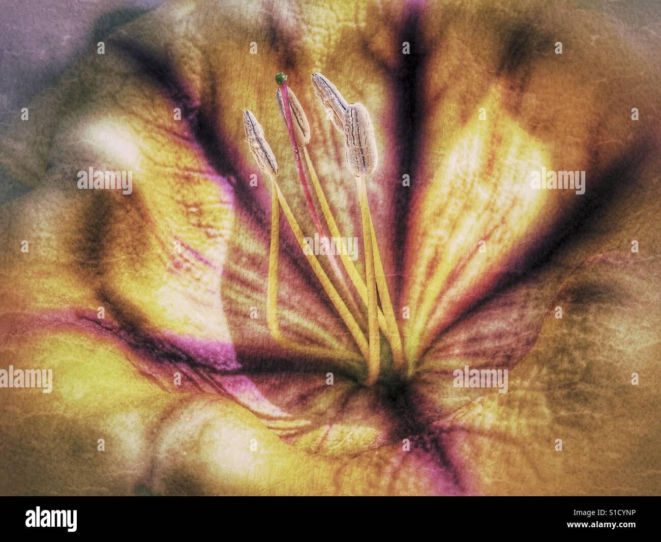 Solandra guttata. Also known as Chalice vine, Trumpet flower, Cupflower. Mexican evergreen plant - Smartphone Captured Stock Image