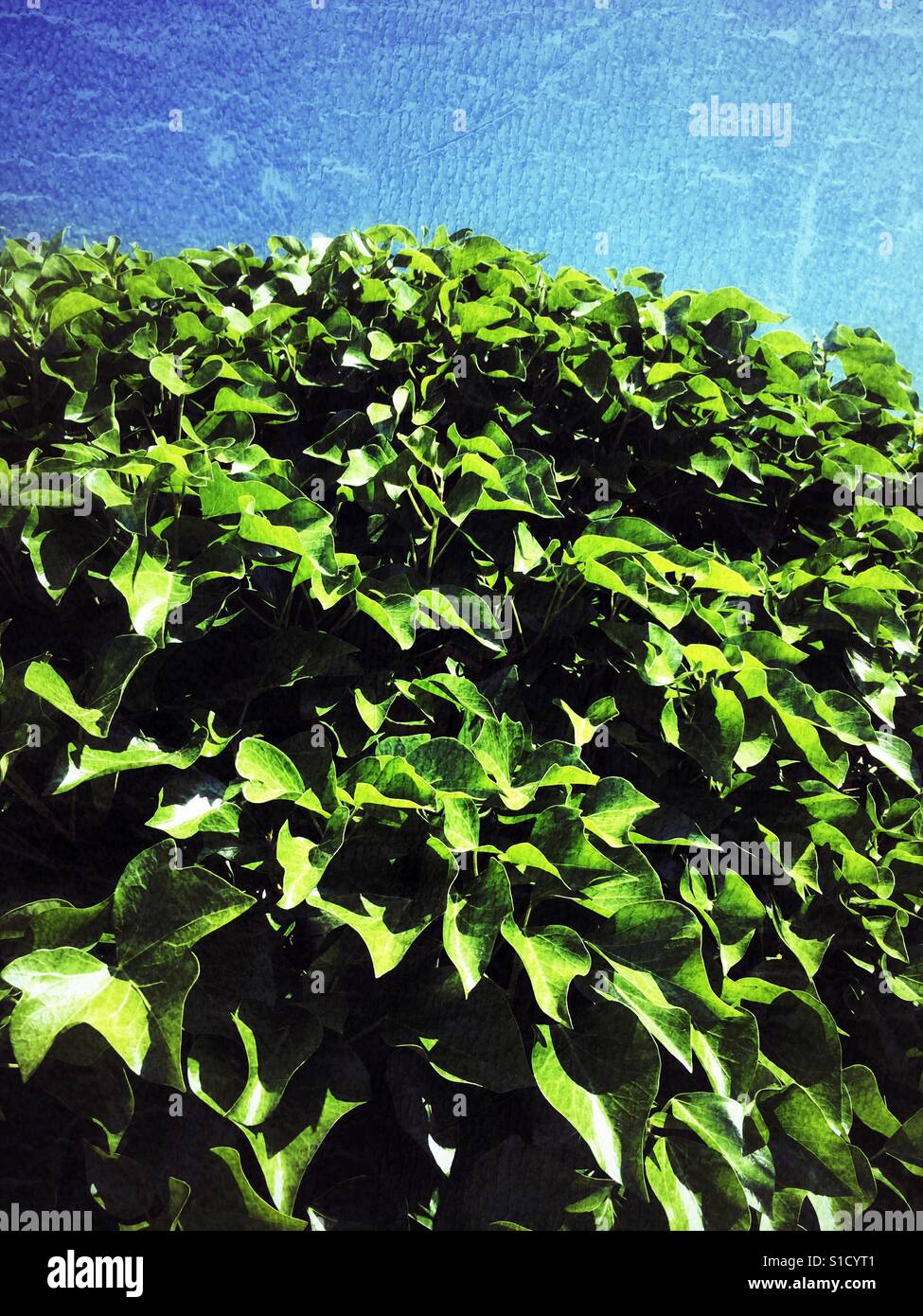 Fresh, green, ivy leaves and cloudless blue sky - Smartphone Captured Stock Image