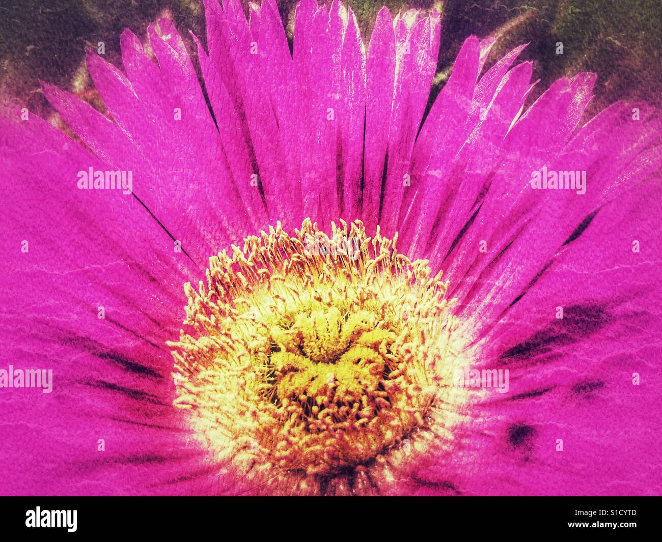 Carpobrotus, pink Pigface flower Stock Photo