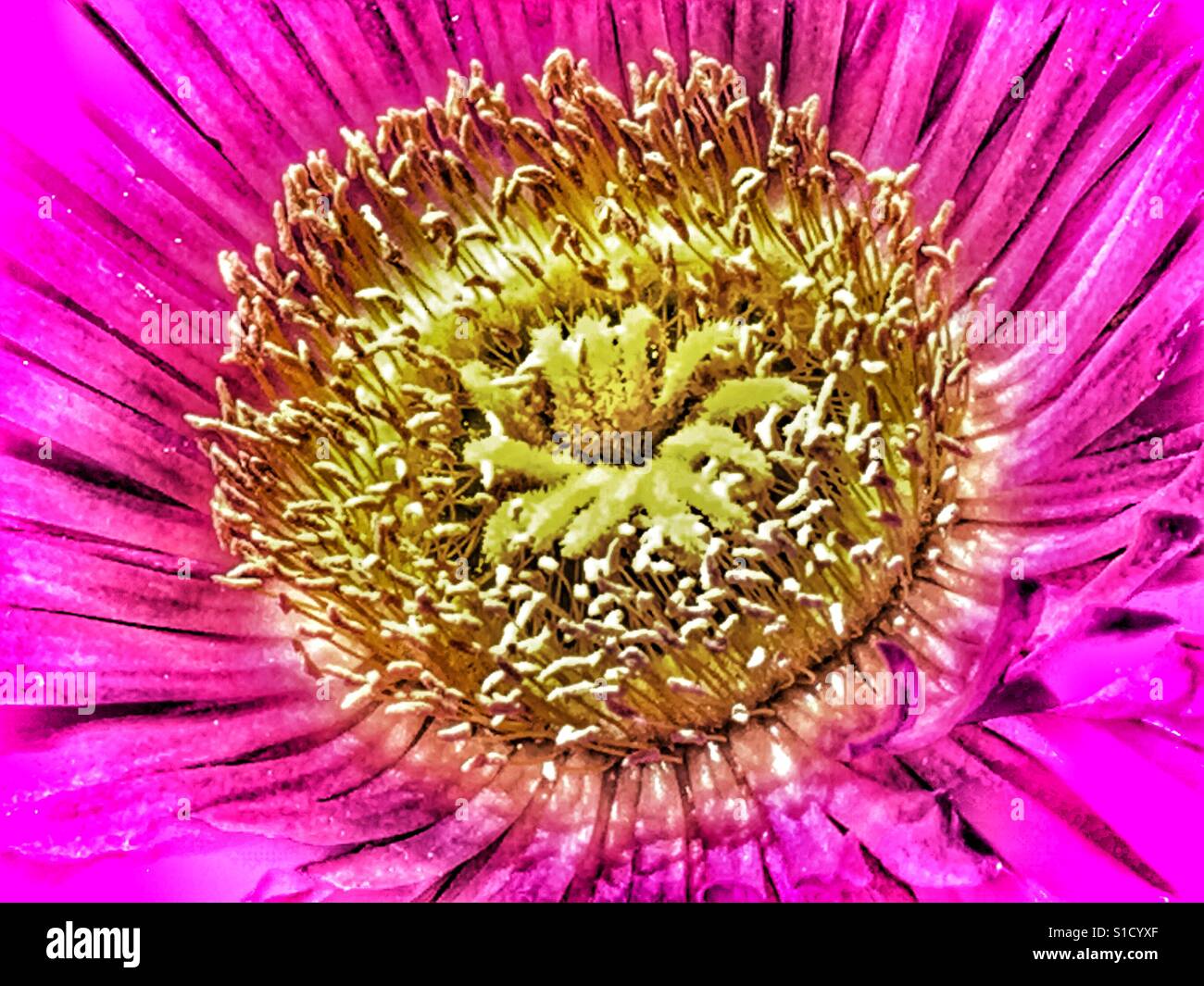 Carpobrotus, pink Pigface flower, detail Stock Photo
