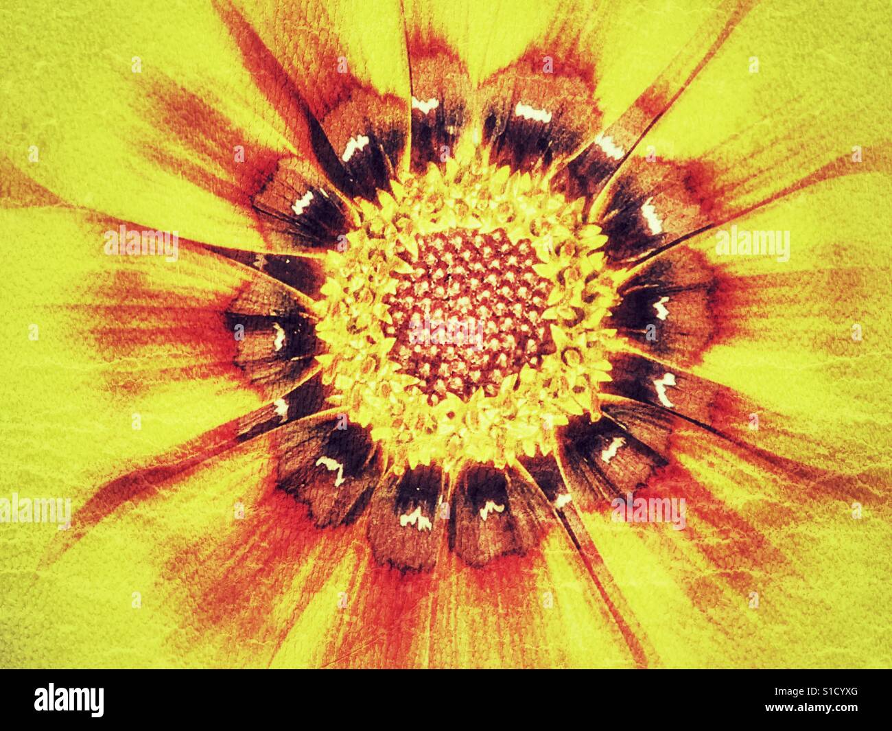 Gazania, yellow flower - Smartphone Captured Stock Image