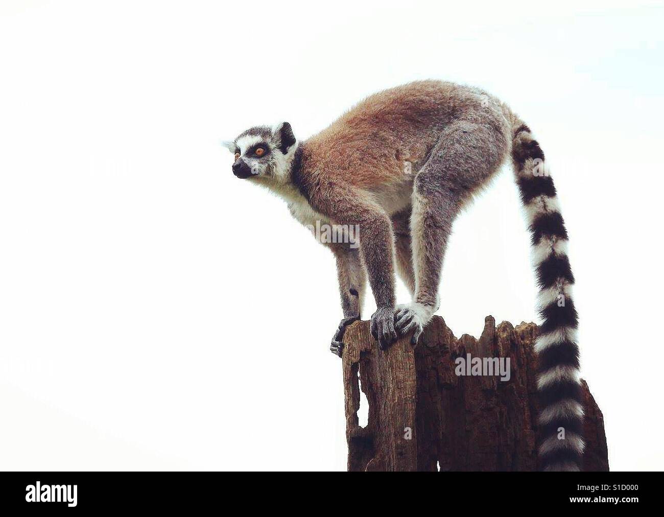 Ring-Tailed Lemur - Smartphone Captured Stock Image