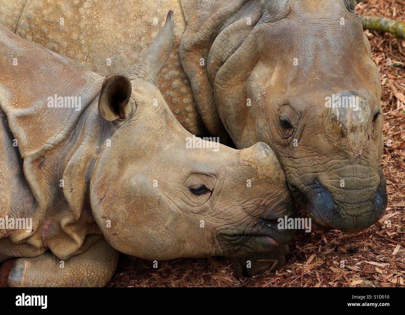 Mummy and Baby Rhino - Smartphone Captured Stock Image