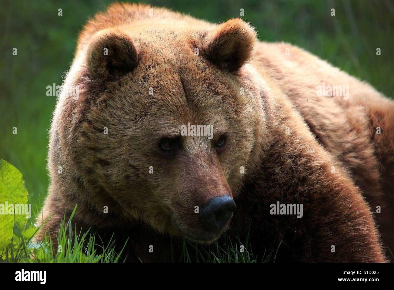 Cute European Bear - Smartphone Captured Stock Image