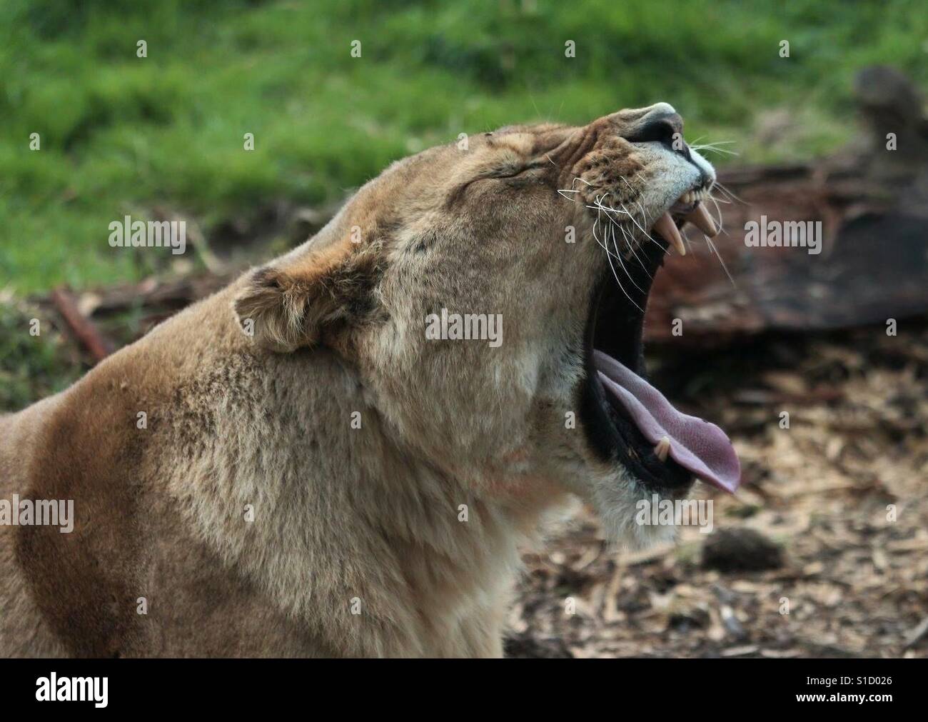 Roaring Lion - Smartphone Captured Stock Image