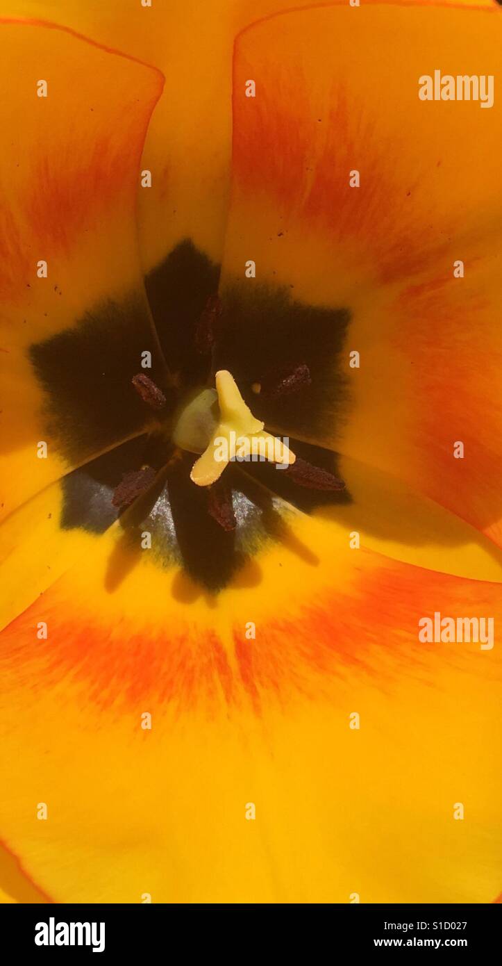 Yellow orange tulip in flower Stock Photo
