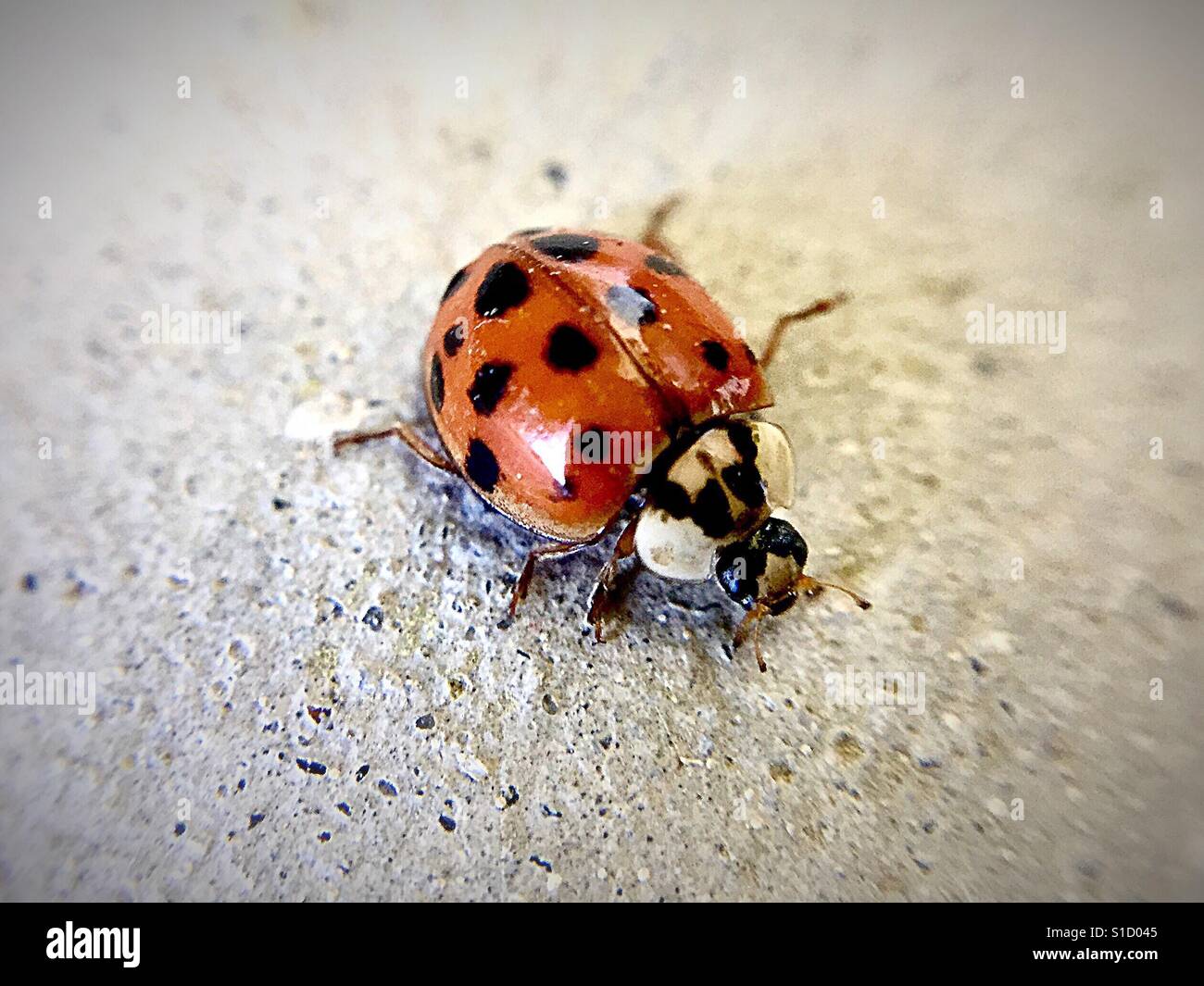 Ladybug - Smartphone Captured Stock Image