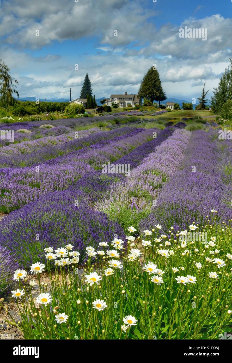 Lavender Fields Forever! Taken in Hood River Valley, Oregon Stock Photo
