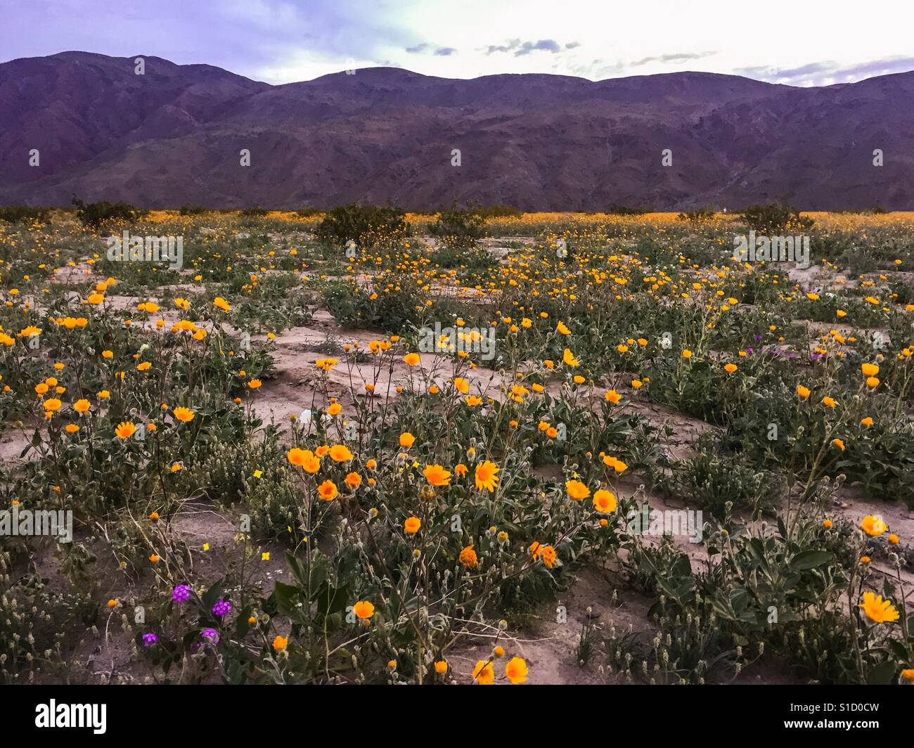 Bloom wildflowers hires stock photography and images Alamy