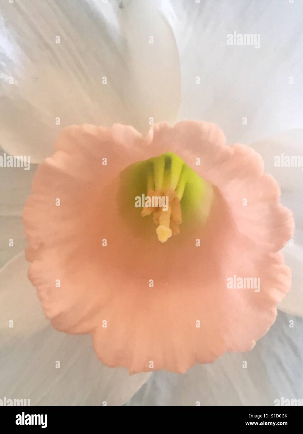 Daffodil, hybrid,pale ,peach,white, magical ,springtime,perfume , feminine,romantic , beautiful close up of stamens and petals Stock Photo