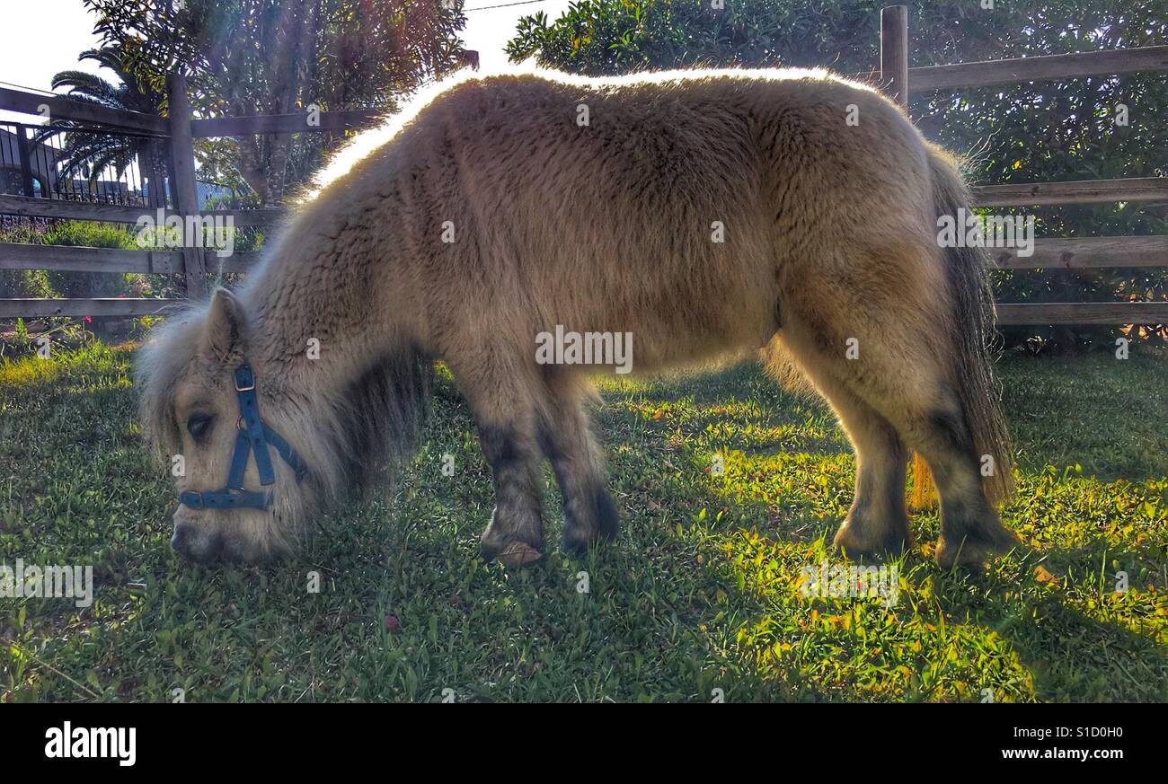 Falabella miniature horse, grazing in his paddock - Smartphone Captured Stock Image