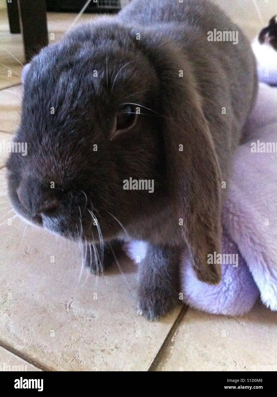 Curious rabbit Stock Photo