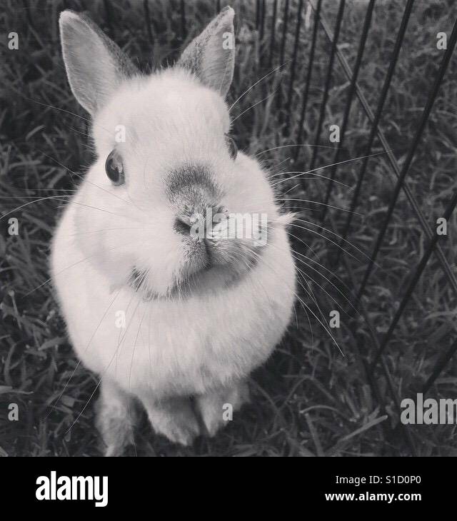 Black and white rabbit Stock Photo