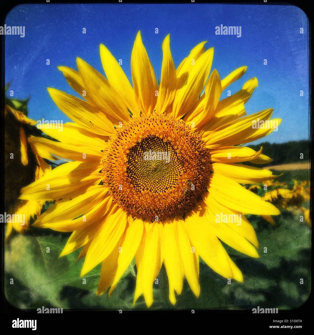 Sunny day - Smartphone Captured Stock Image