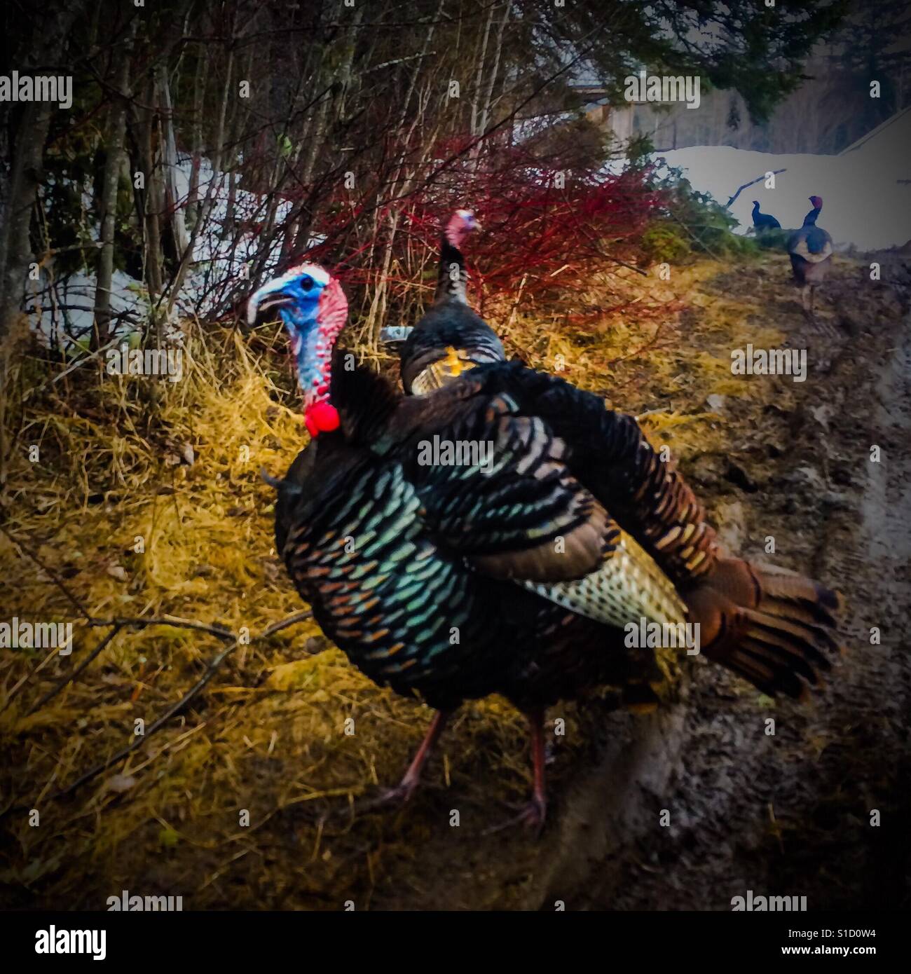 Wild Turkeys - Smartphone Captured Stock Image