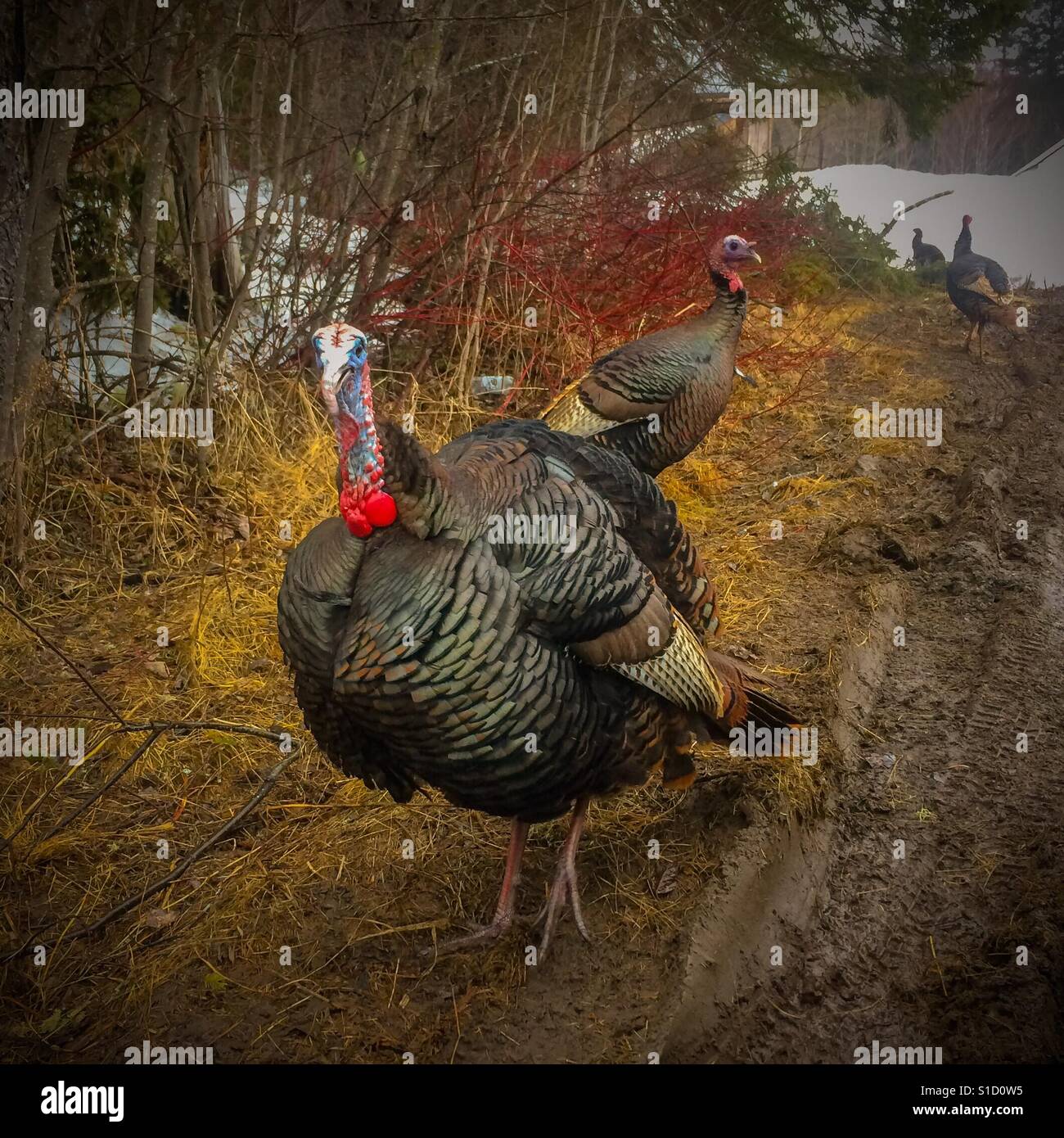 Tom turkey and his hens - Smartphone Captured Stock Image