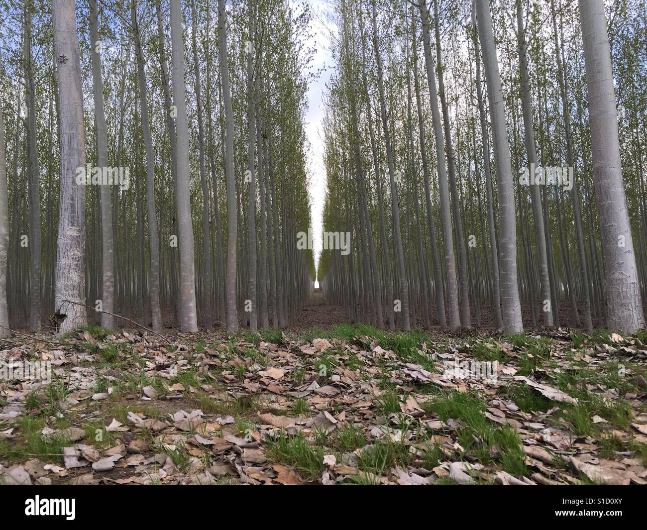 Hall of trees hires stock photography and images Alamy