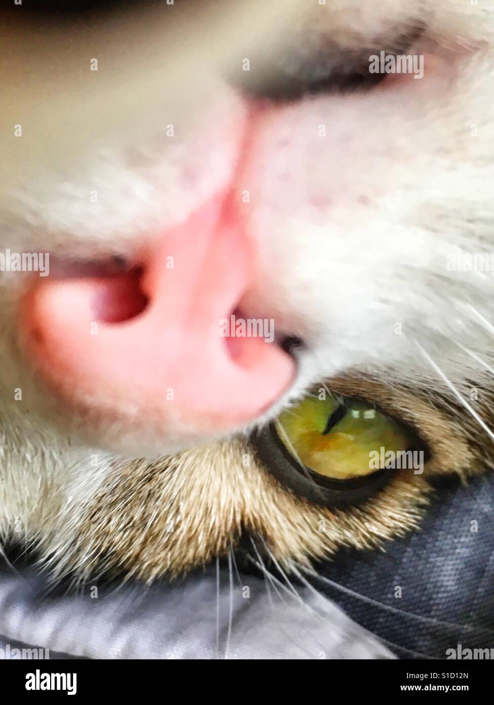 Close up of a cat. - Smartphone Captured Stock Image