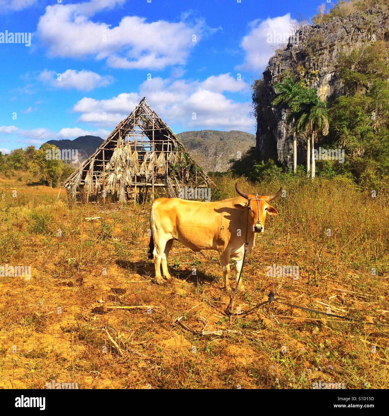 Cow in Cigar tobacco field, Vinales, Pinar del Rio Province, Cuba Stock  Photo
