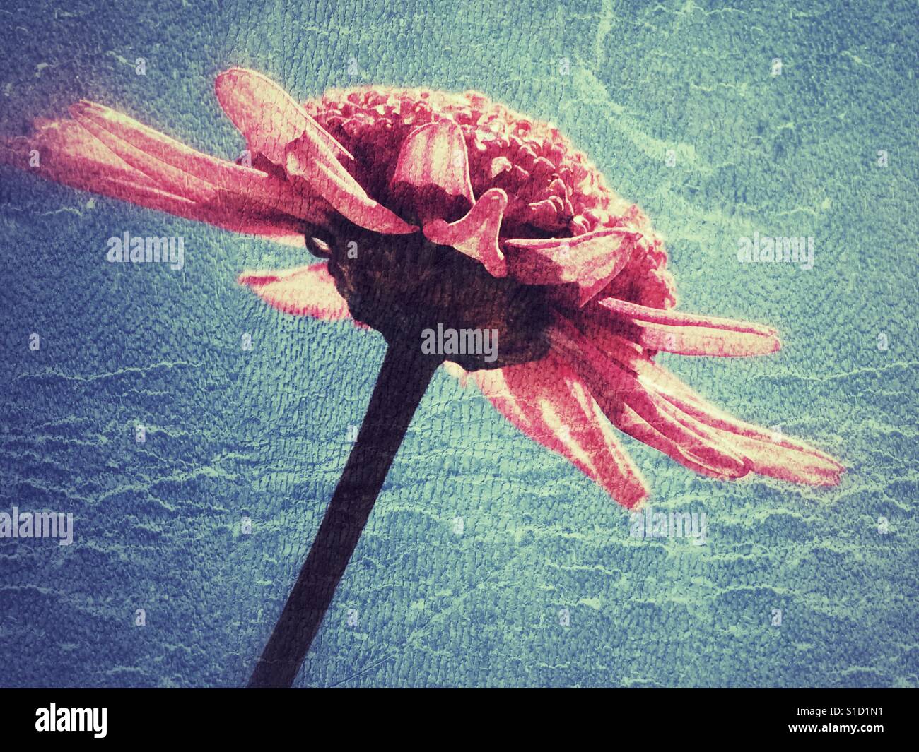 Marguerite, pink flower against blue - Smartphone Captured Stock Image