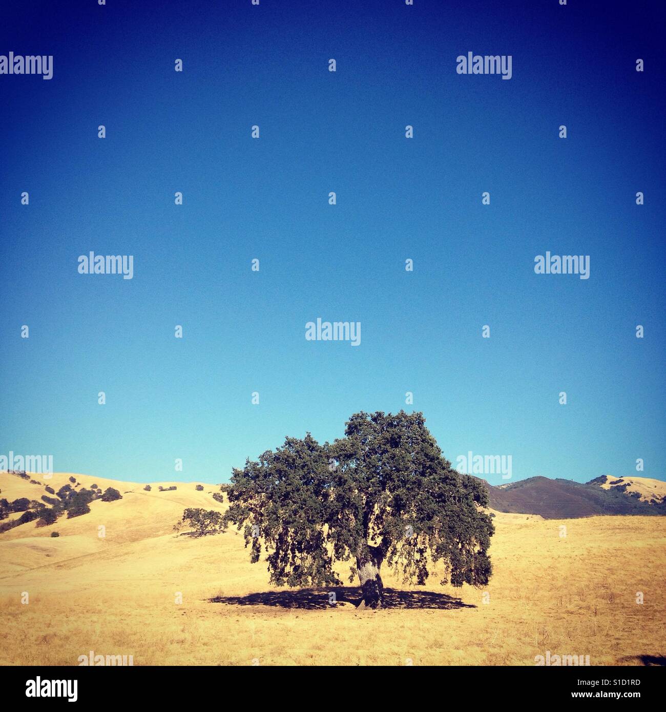 One tree on a hill in Northern California. - Smartphone Captured Stock Image