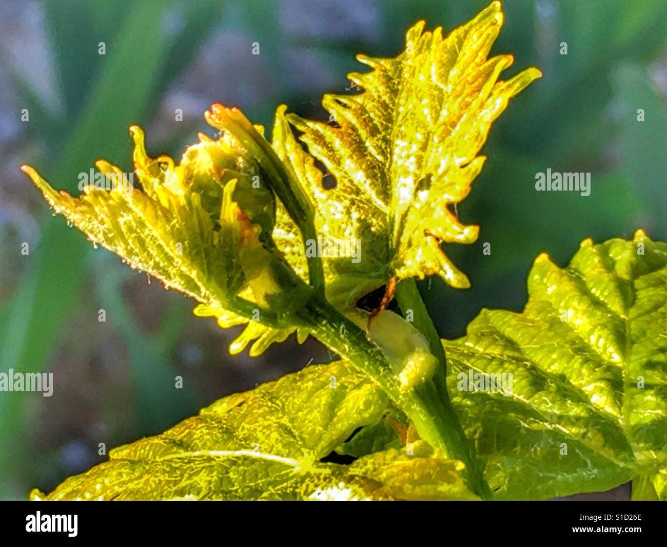 Fresh new leaves on a grape vine, early signs of Spring - Smartphone Captured Stock Image