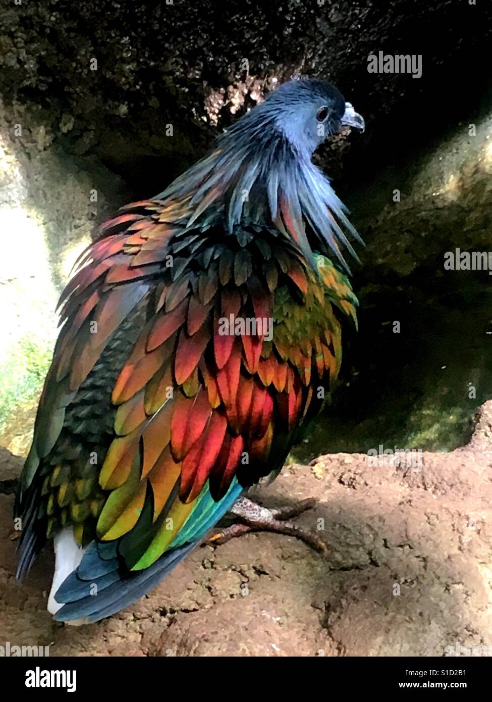 Beautiful plumage Stock Photo
