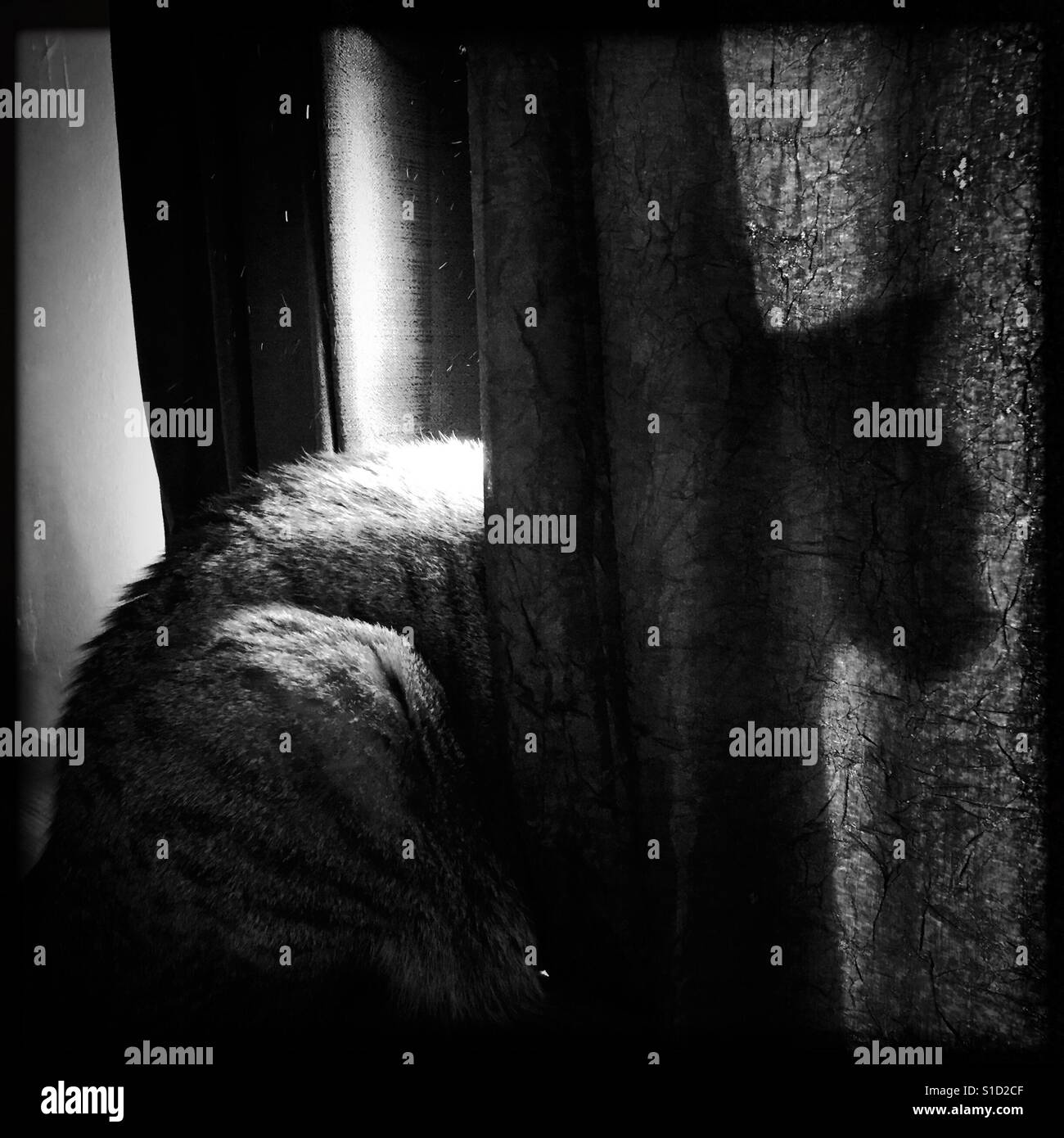 Cats half shadow - Smartphone Captured Stock Image