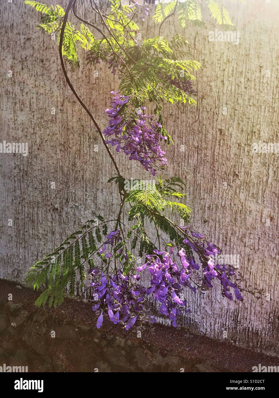 A Small Twig Of Jacaranda Blossoms From A Tree In Bloom Stock Photo Alamy
