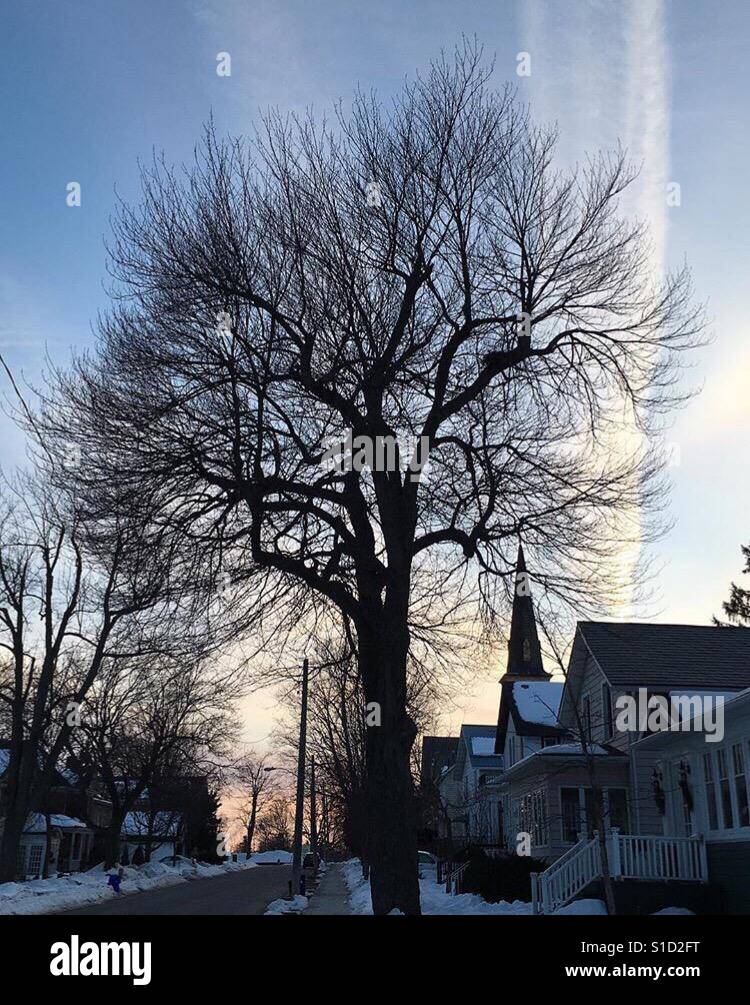 Tree soon to be torn down ? Stock Photo