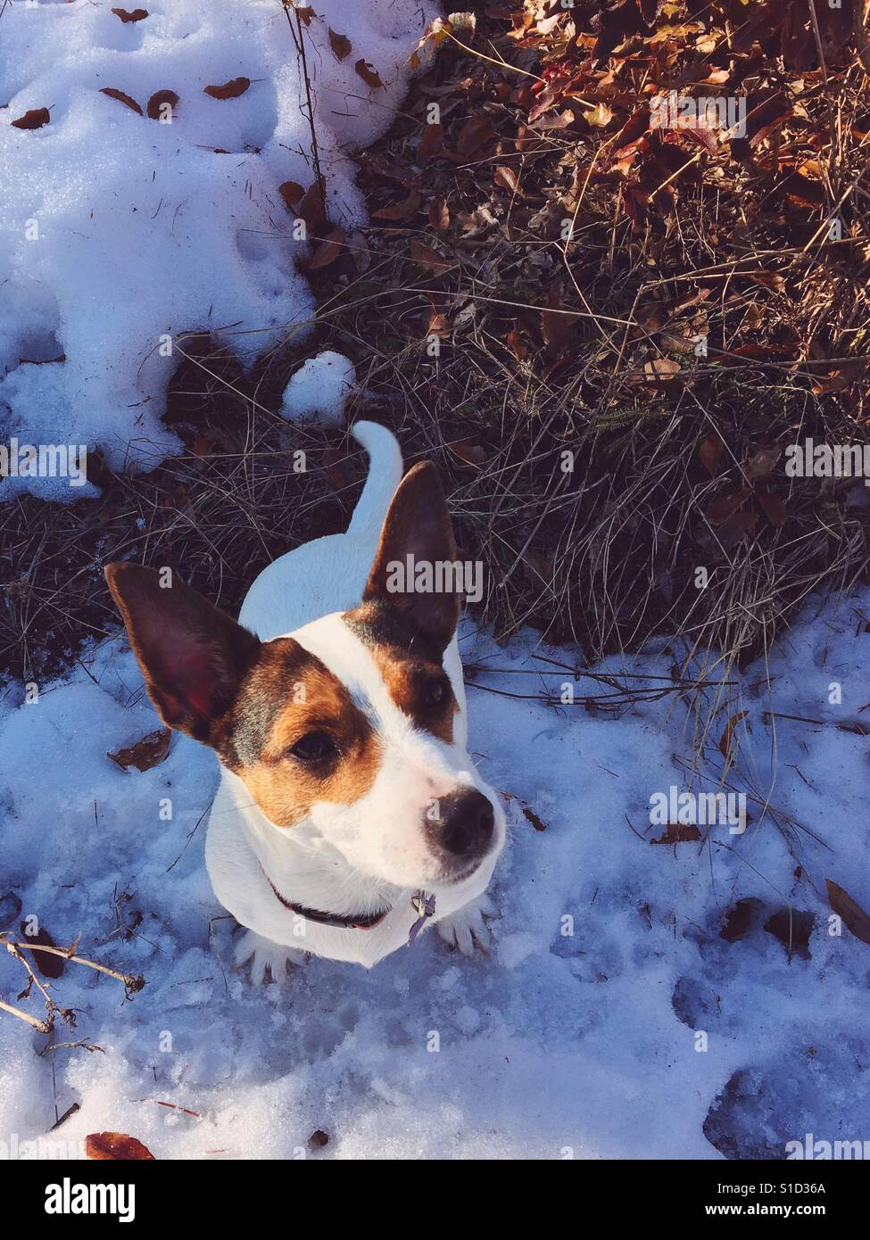 Dog sitting in melting snow, looking up. - Smartphone Captured Stock Image
