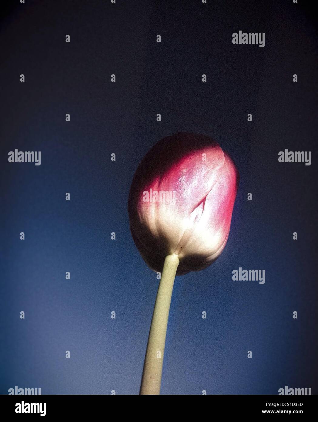 Lower view of a pink tulip flower on blue sky background - Smartphone Captured Stock Image