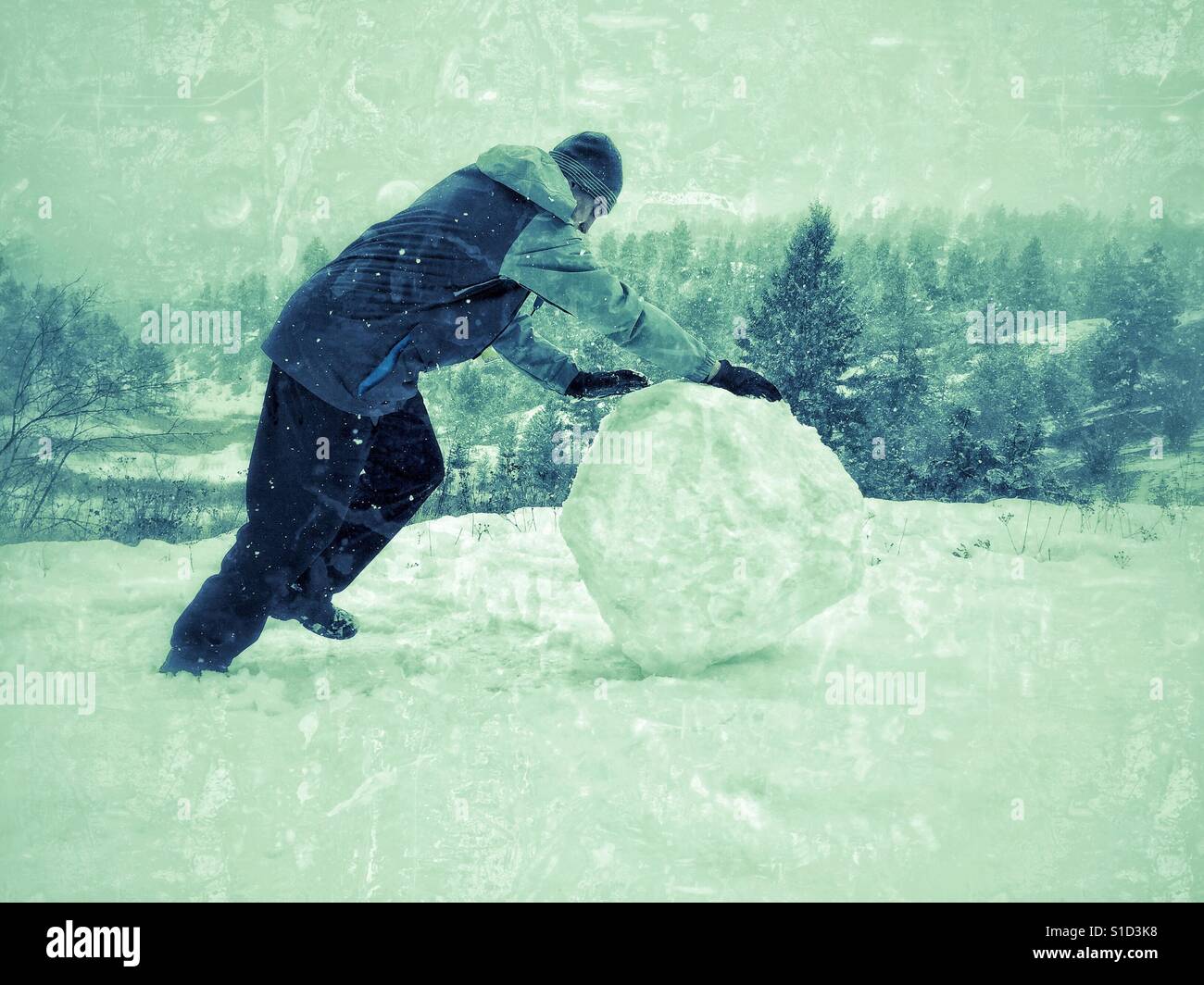 Young man pushing a large snow ball. Evergreen forest in the background. Edit with distress and blue-green hues. Space for copy. - Smartphone Captured Stock Image